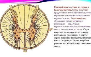 Спинной мозг и спинномозговые нервы