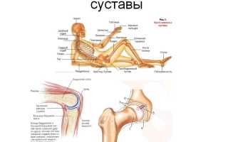 Какие суставы есть у человека? Анатомия