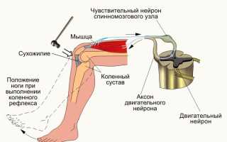 Коленный рефлекс в норме и при патологии