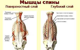 Мышцы спины: поверхностные и глубокие
