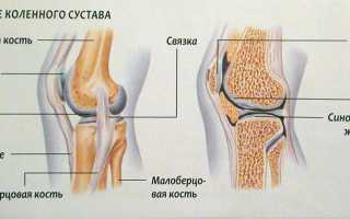 Строение коленного сустава