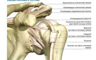 Чем отличаются связки от сухожилий?