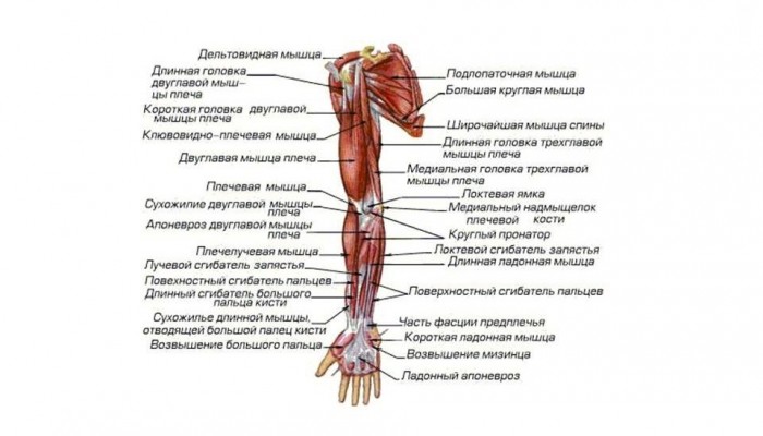 13537248-besplatnye-referaty-po-anatomii-myshcy-verhnih-konechnostey