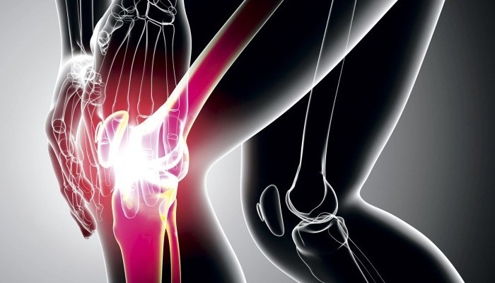 Mouse_articular_knee_joint_3-e1421330690152