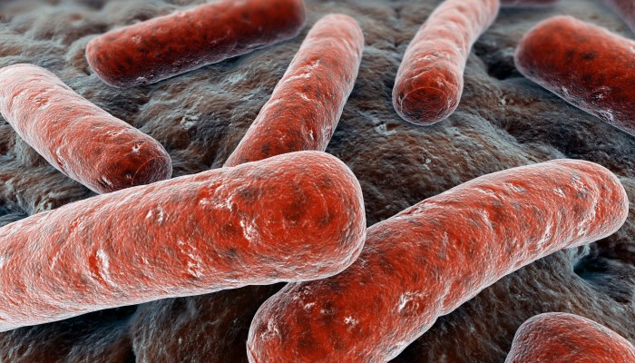 Mycobacterium_tuberculosis_14313982_1