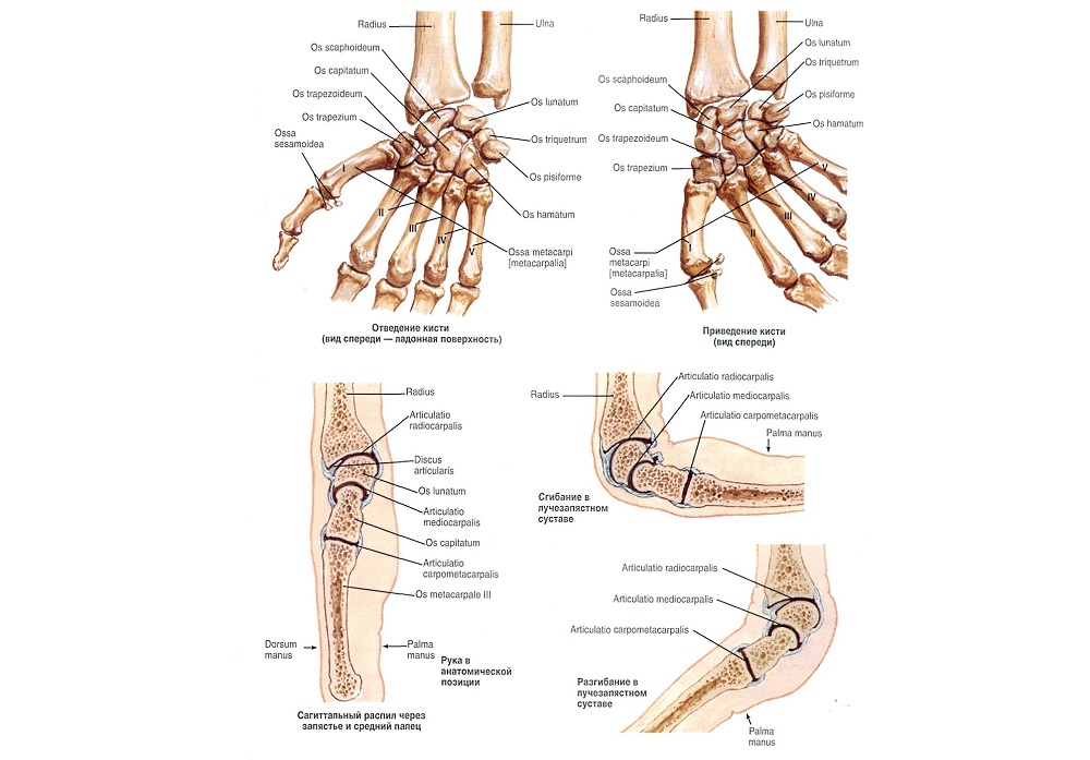 anatomy209