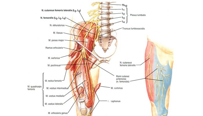 anatomy287