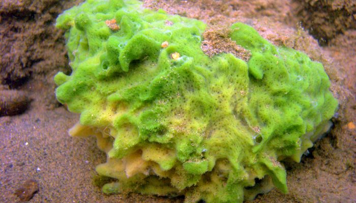 Spongilla lacustris