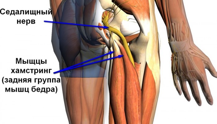 hamstring