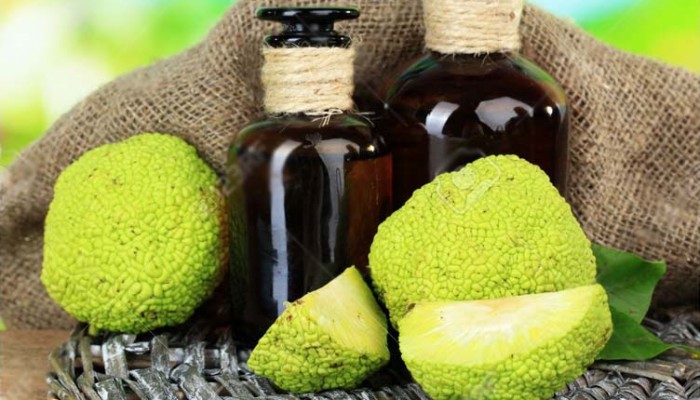 Osage Orange fruits (Maclura pomifera) and medicine bottles, on wooden table, on nature background