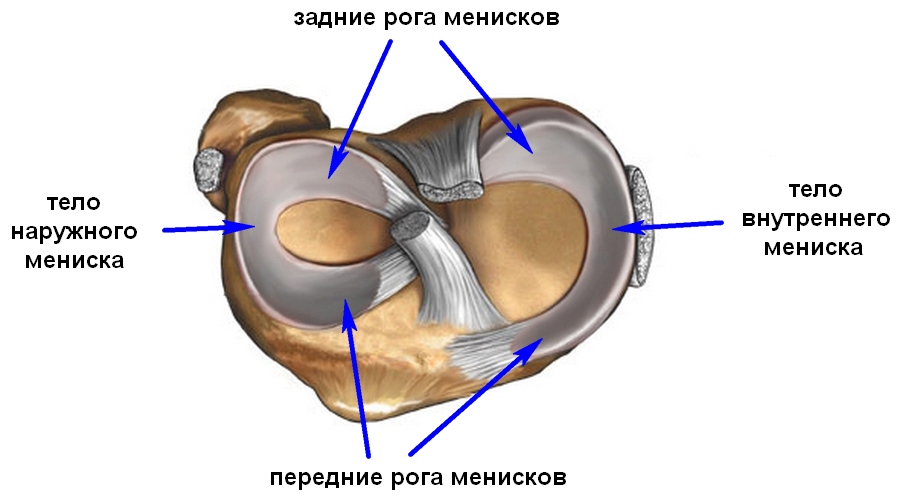 meniski_kolena2
