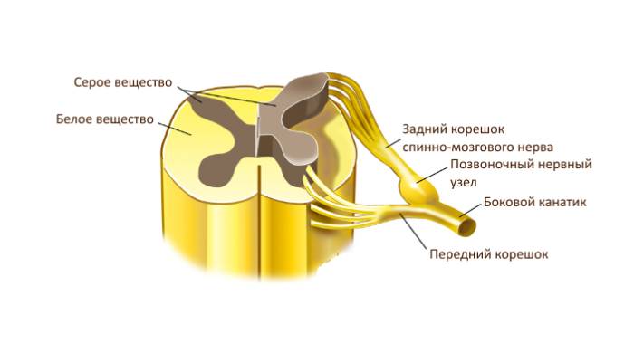 mielit-2