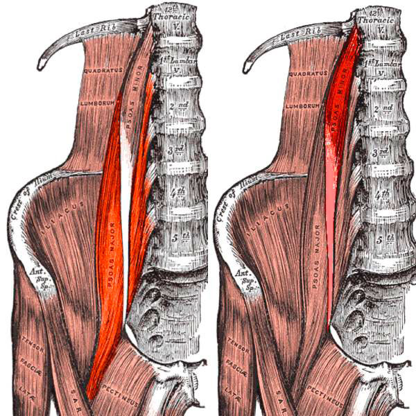 povzdovshnaya-mishca-anatomiya