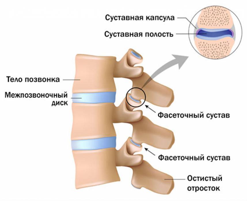 spondiloar-shej-otdpozv-2